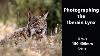 Photographing The Iberian Lynx With The Om 1 And 150 400mm Lens At Hide De Calera In Spain Part 1